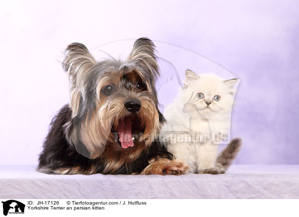 Yorkshire Terrier an persian kitten / JH-17126