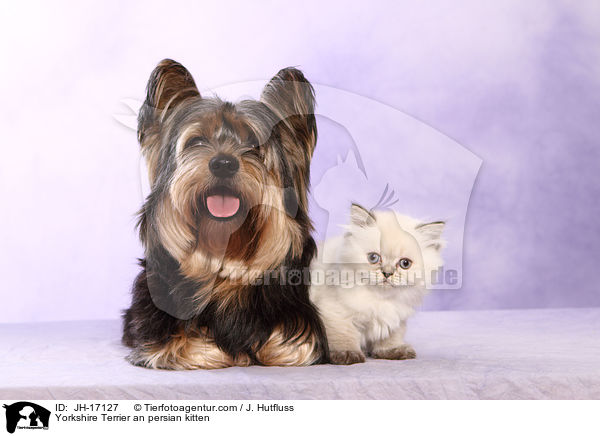 Yorkshire Terrier und Perser Ktzchen / Yorkshire Terrier an persian kitten / JH-17127