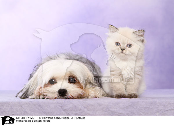 Mischling und Perser Ktzchen / mongrel an persian kitten / JH-17129