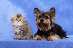 Persian kitten and Yorkshire Terrier