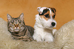 Jack Russell Terrier and cat