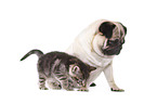 pug and kitten