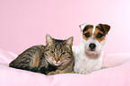 Jack Russell Terrier and cat