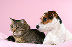 Jack Russell Terrier and cat