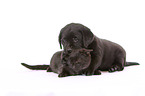 Labrador Retriever Puppy and cat