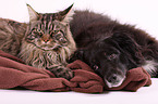 dog and cat