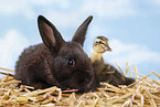 rabbit and duck