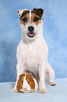 Jack Russell Terrier and guinea pig