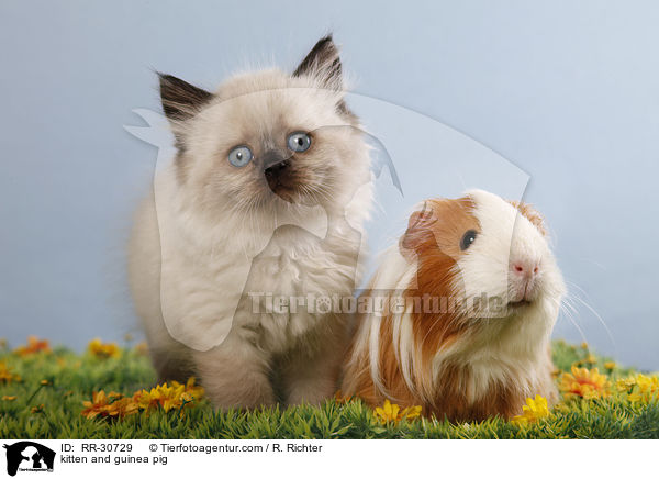 kitten and guinea pig / RR-30729