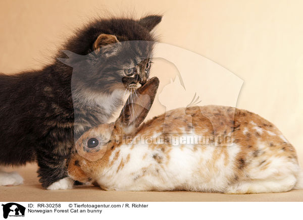 Norwegian Forest Cat an bunny / RR-30258