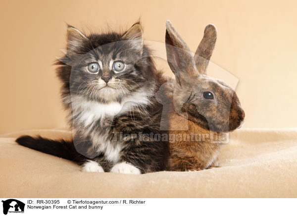 Norwegisches Waldktzchen und Rexkaninchen / Norwegian Forest Cat and bunny / RR-30395