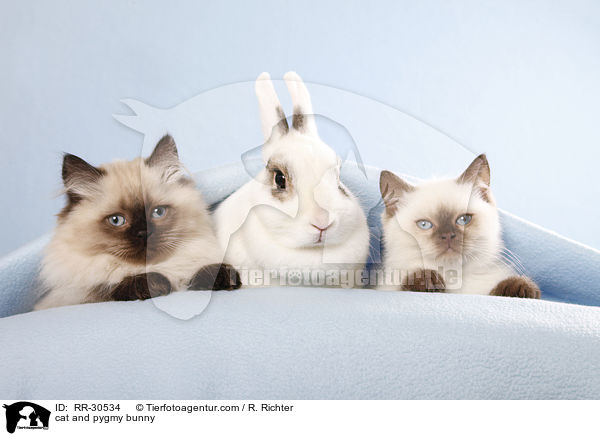 Katze und Zwergkaninchen / cat and pygmy bunny / RR-30534