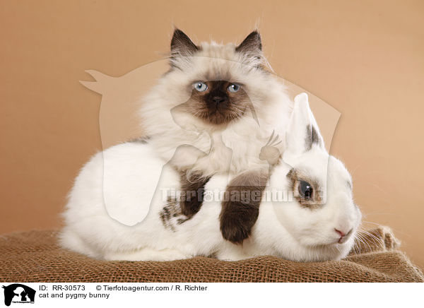 Katze und Zwergkaninchen / cat and pygmy bunny / RR-30573