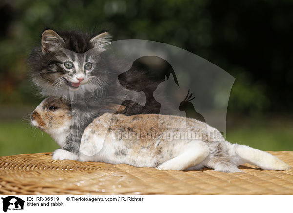 Katze und Kaninchen / kitten and rabbit / RR-36519