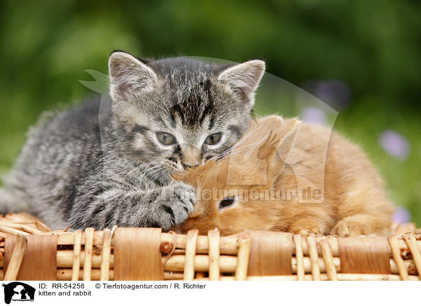 kitten and rabbit / RR-54256