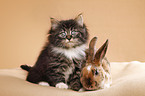 Norwegian Forest Cat and bunny