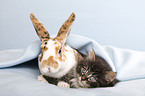 Norwegian Forest Cat and bunny