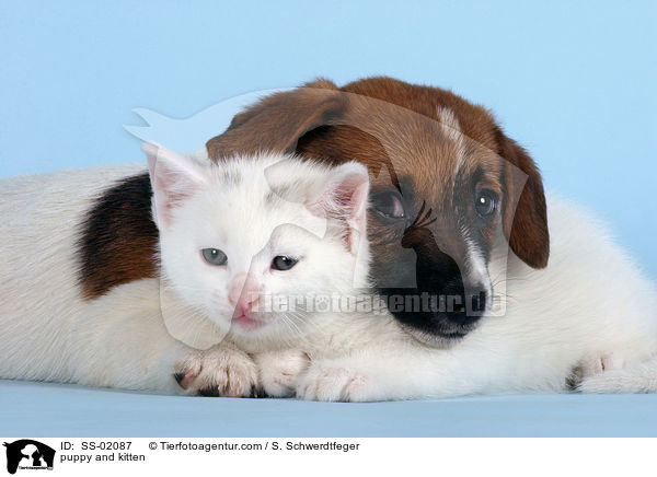 Hundewelpe und Ktzchen / puppy and kitten / SS-02087