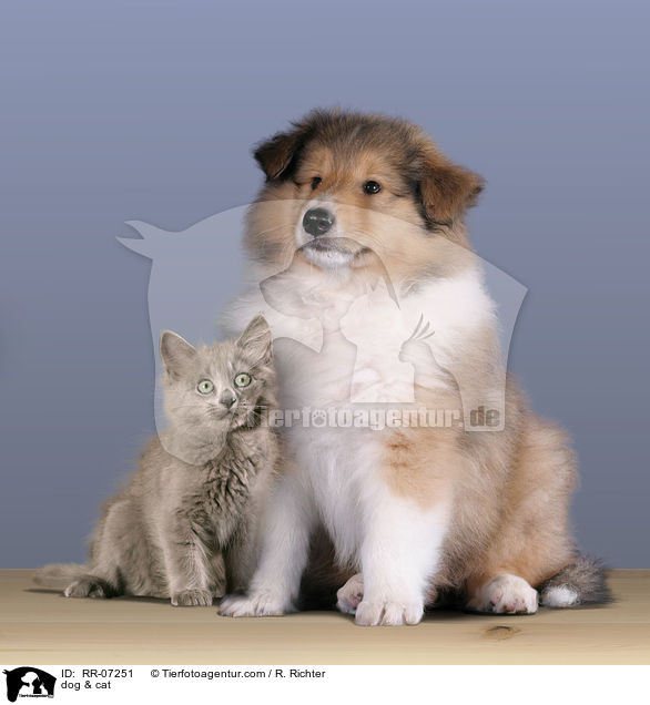 Hund & Katze / dog & cat / RR-07251