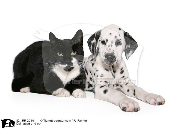 Dalmatian and cat / RR-22191