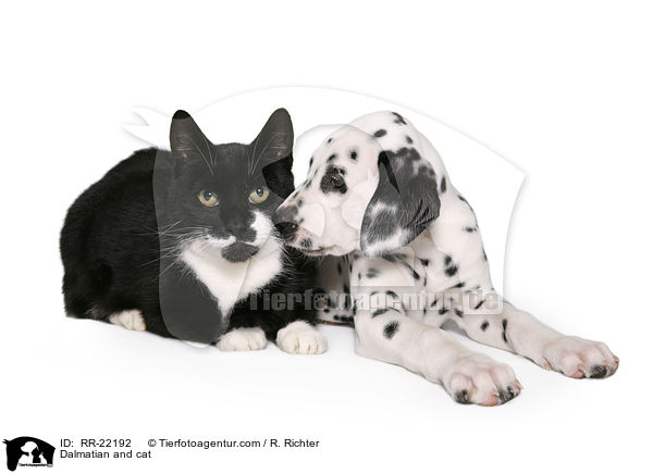 Dalmatian and cat / RR-22192