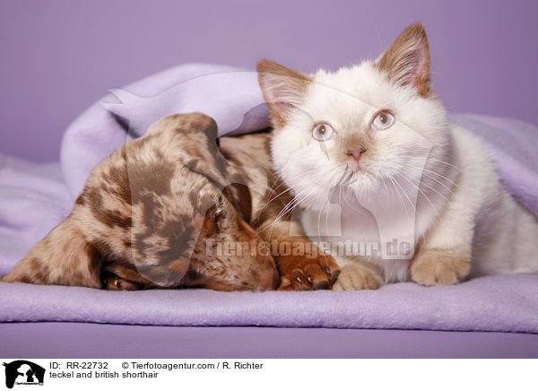 Dackel und Britisch Kurzhaar / teckel and british shorthair / RR-22732