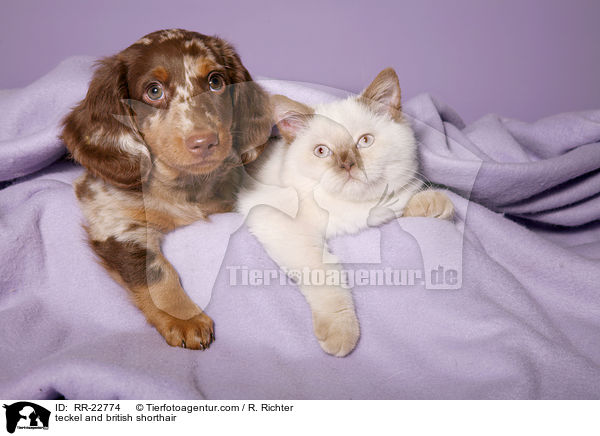 Dackel und Britisch Kurzhaar / teckel and british shorthair / RR-22774