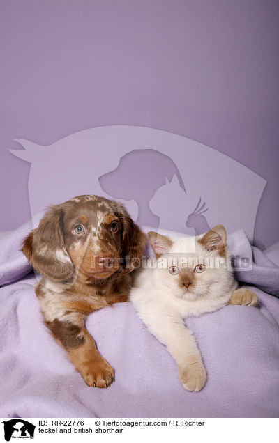 Dackel und Britisch Kurzhaar / teckel and british shorthair / RR-22776