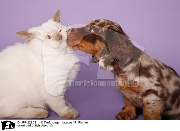 Dackel und Britisch Kurzhaar / teckel and british shorthair / RR-22803