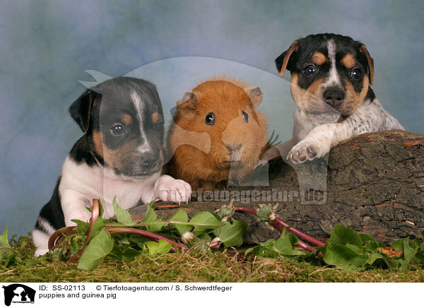 Hundewelpen und Meerschwein / puppies and guinea pig / SS-02113