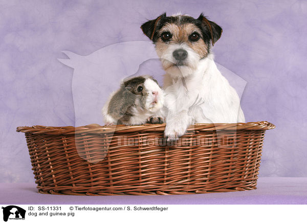 Hund und Meerschwein / dog and guinea pig / SS-11331