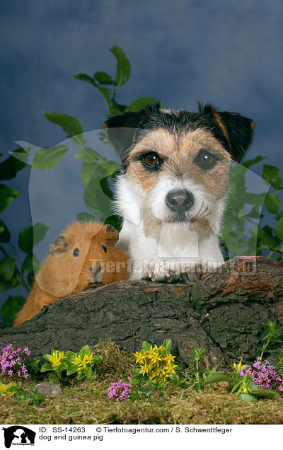 Hund und Meerschwein / dog and guinea pig / SS-14263