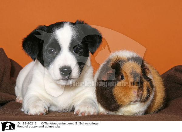 Terrier Welpe und Meerschwein / Mongrel puppy and guinea pig / SS-20212