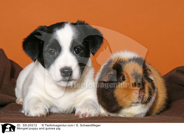 Mongrel puppy and guinea pig / SS-20212