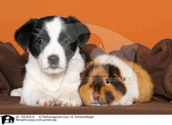 Terrier Welpe und Meerschwein / Mongrel puppy and guinea pig / SS-20214