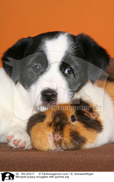 Terrier Welpe und Meerschwein / Mongrel puppy and guinea pig / SS-20217