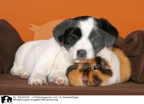 Terrier Welpe und Meerschwein / Mongrel puppy and guinea pig / SS-20218