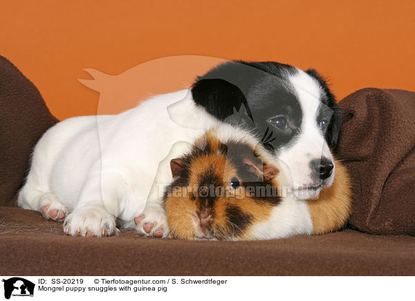 Terrier Welpe und Meerschwein / Mongrel puppy and guinea pig / SS-20219