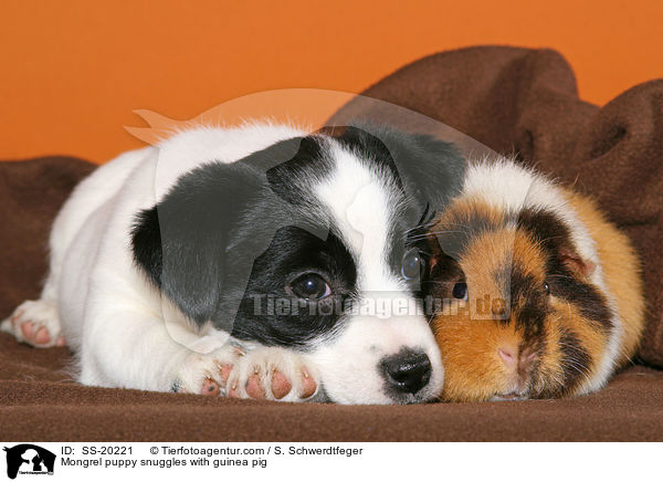 Terrier Welpe und Meerschwein / Mongrel puppy and guinea pig / SS-20221