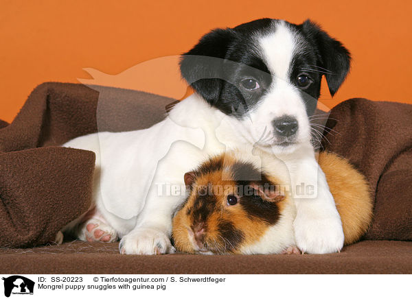 Terrier Welpe und Meerschwein / Mongrel puppy and guinea pig / SS-20223