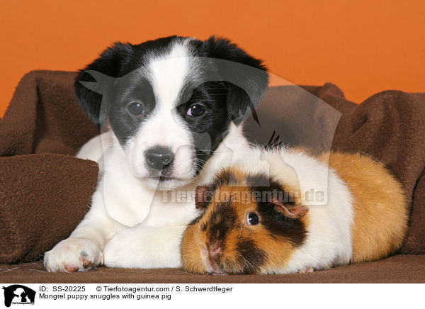 Terrier Welpe und Meerschwein / Mongrel puppy and guinea pig / SS-20225