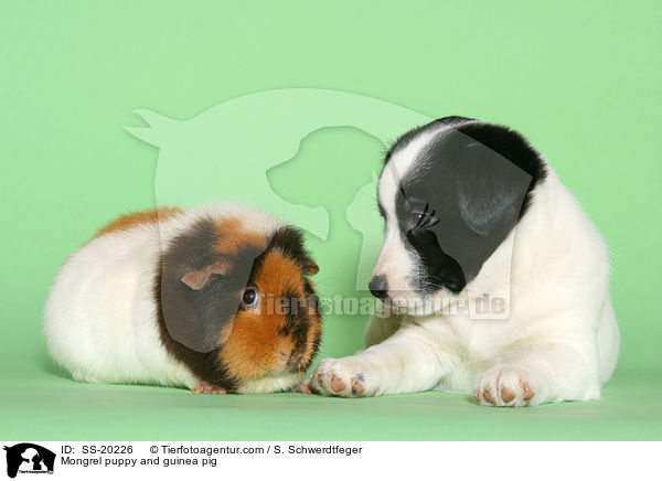 Terrier Welpe und Meerschwein / Mongrel puppy and guinea pig / SS-20226
