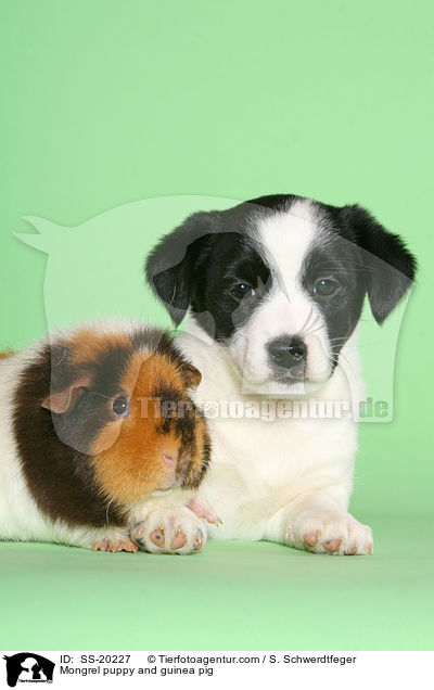 Terrier Welpe und Meerschwein / Mongrel puppy and guinea pig / SS-20227