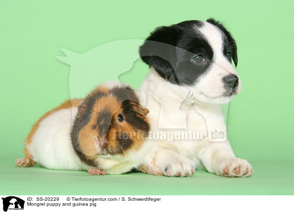 Terrier Welpe und Meerschwein / Mongrel puppy and guinea pig / SS-20229