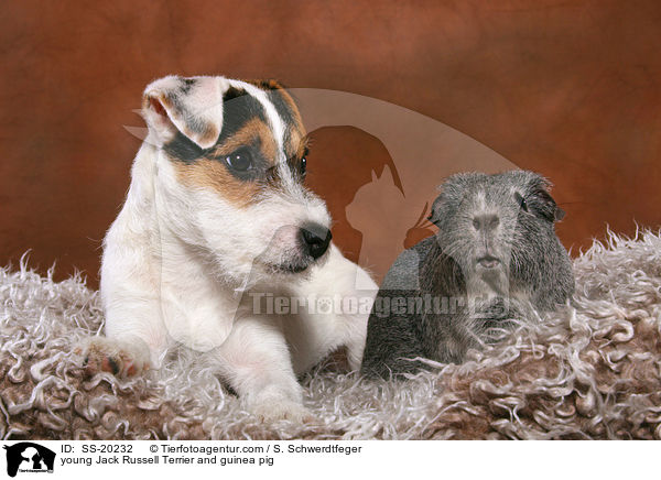 junger Parson Russell Terrier und Meerschwein / young Parson Russell Terrier and guinea pig / SS-20232