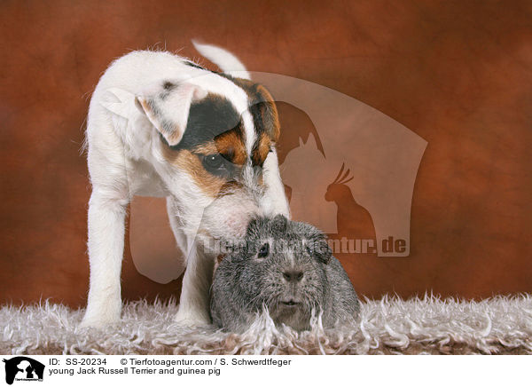 junger Parson Russell Terrier und Meerschwein / young Parson Russell Terrier and guinea pig / SS-20234