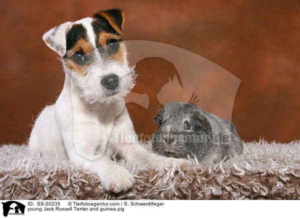 junger Parson Russell Terrier und Meerschwein / young Parson Russell Terrier and guinea pig / SS-20235