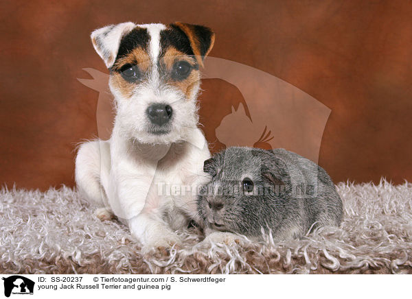 junger Parson Russell Terrier und Meerschwein / young Parson Russell Terrier and guinea pig / SS-20237