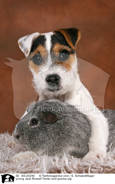 junger Parson Russell Terrier und Meerschwein / young Parson Russell Terrier and guinea pig / SS-20240