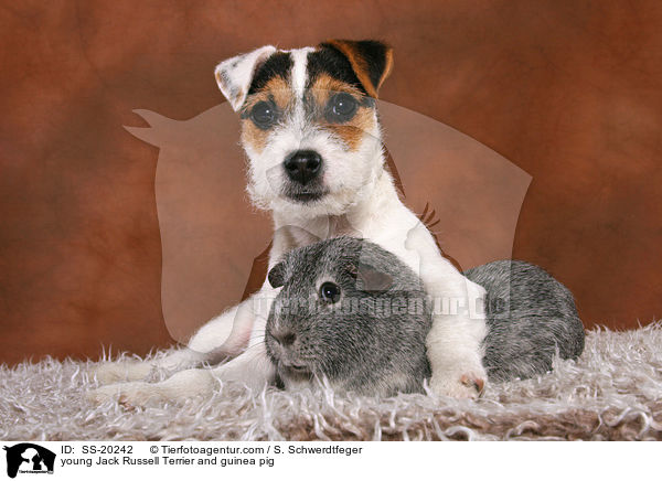 junger Parson Russell Terrier und Meerschwein / young Parson Russell Terrier and guinea pig / SS-20242